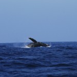 Whale watching ~ Giant humpback whale breaching off the North shore of Kaua'i. Princeville Vacations