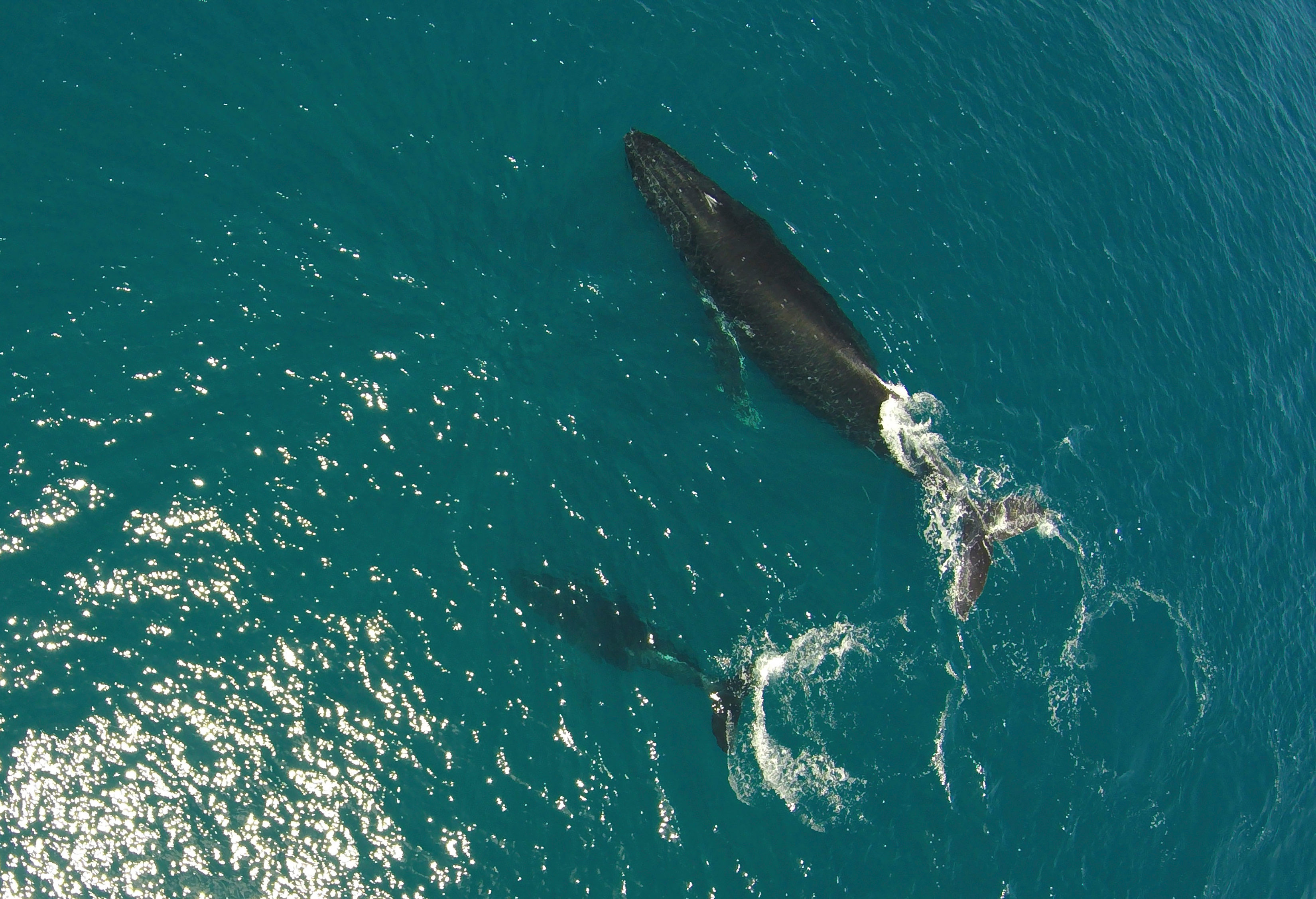 Watch Whales from your Unit-3300x2254-300dpi